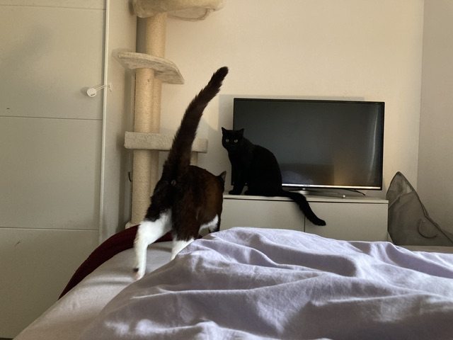 IMG_5345.jpeg