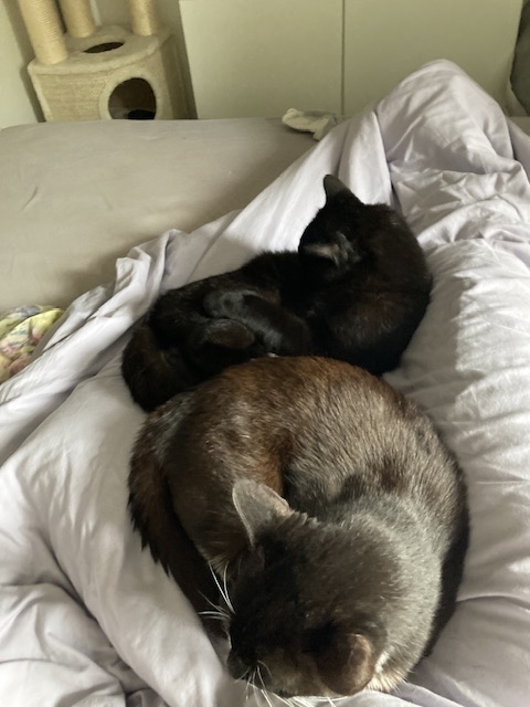 IMG_5541.jpeg