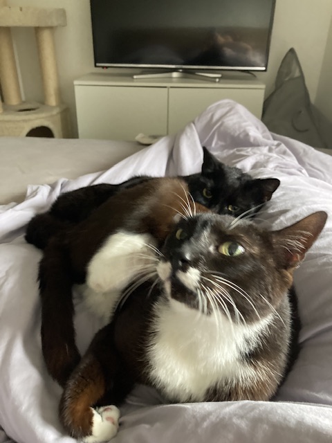 IMG_5546.jpeg