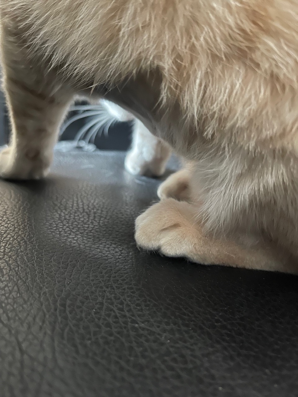 IMG_6101.jpeg