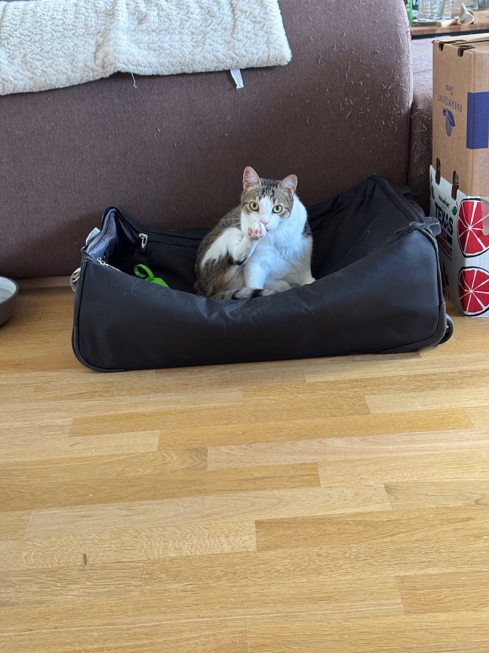 IMG_7152.jpeg