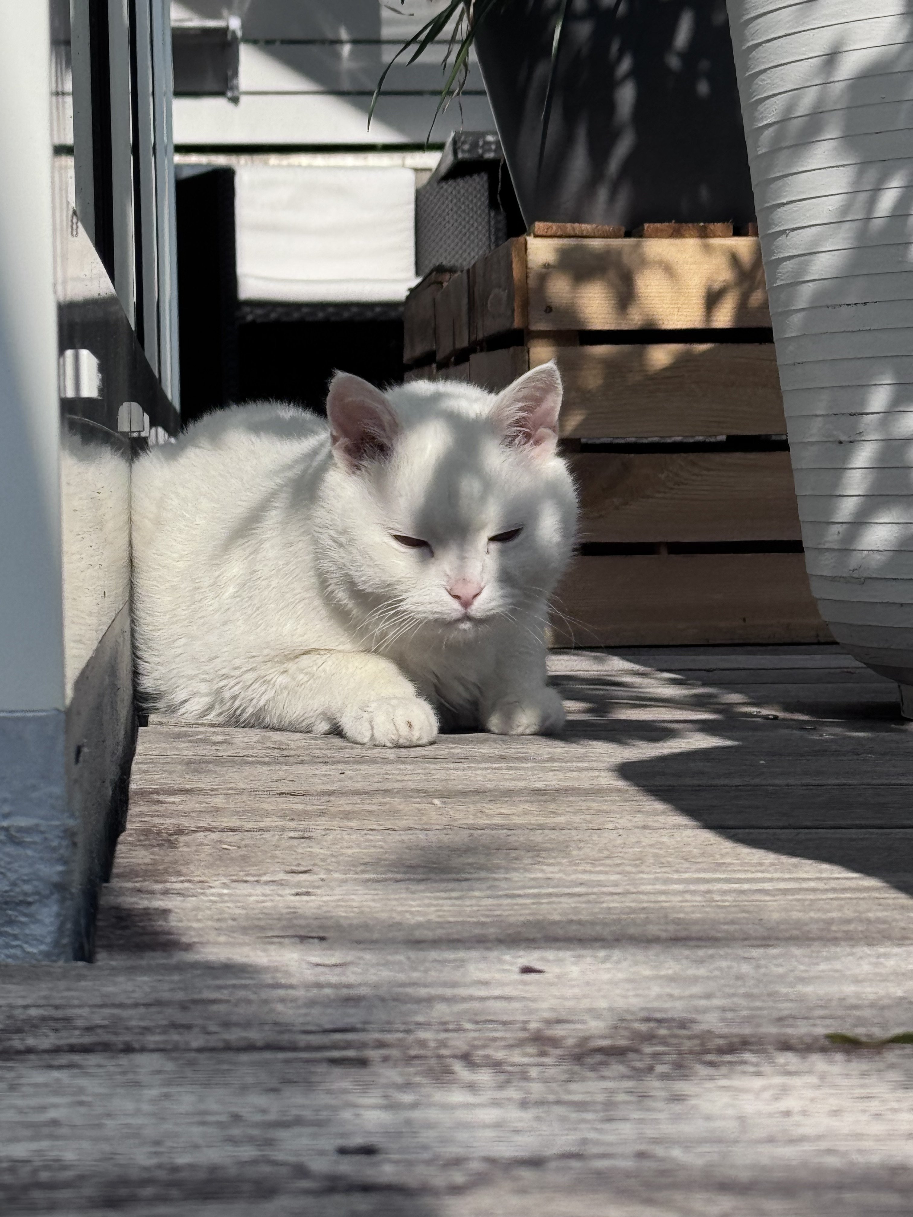 IMG_7390.jpeg