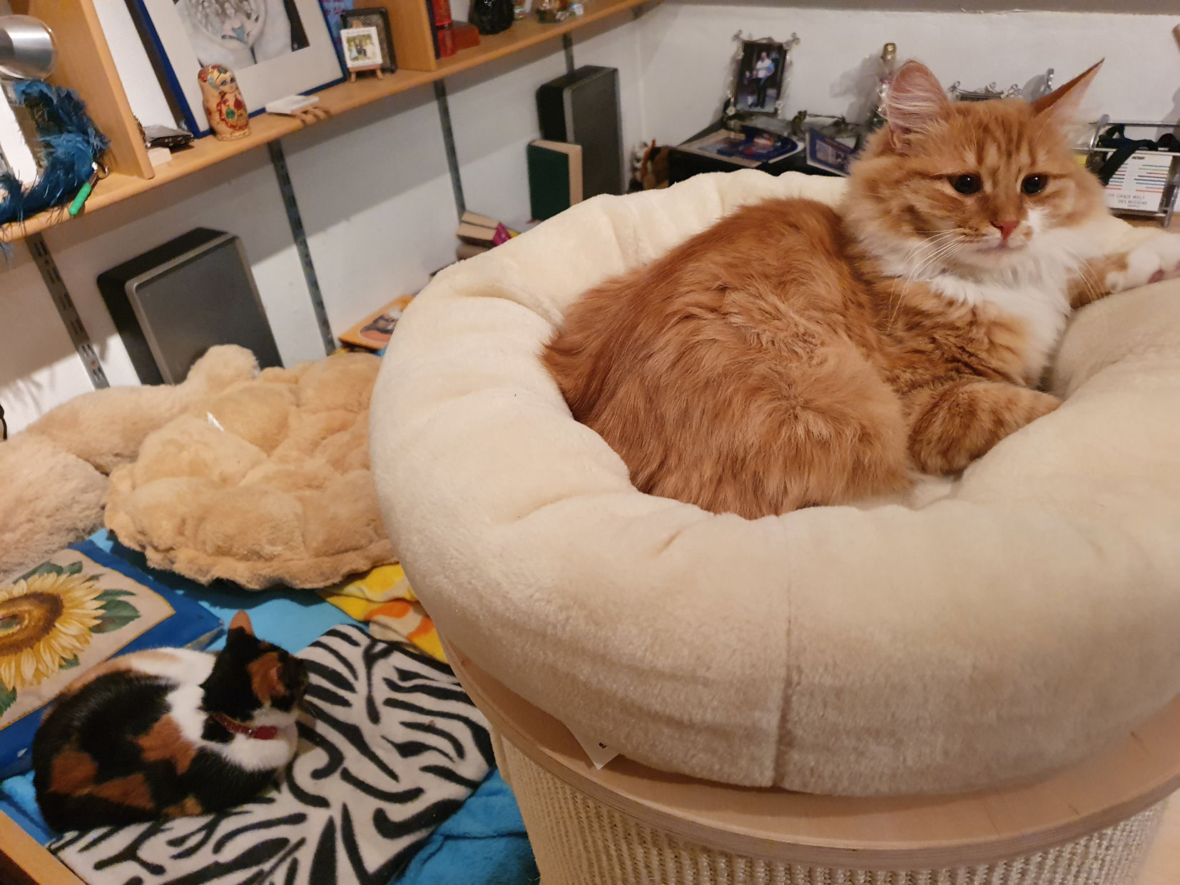 Iskra_Lilly_schlafen.jpg