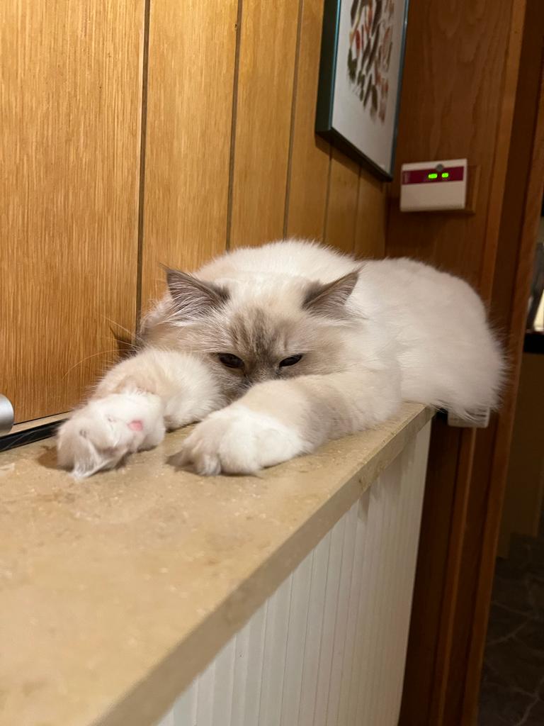 Jounis beim chillen.JPG