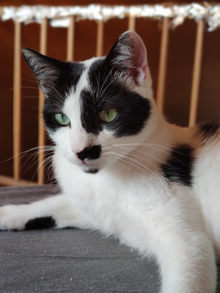 Kater.jpg