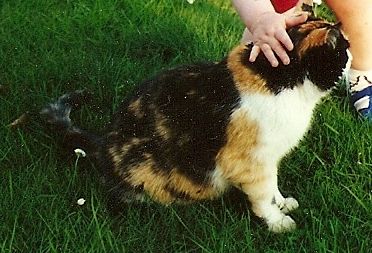 Katze damals.jpg