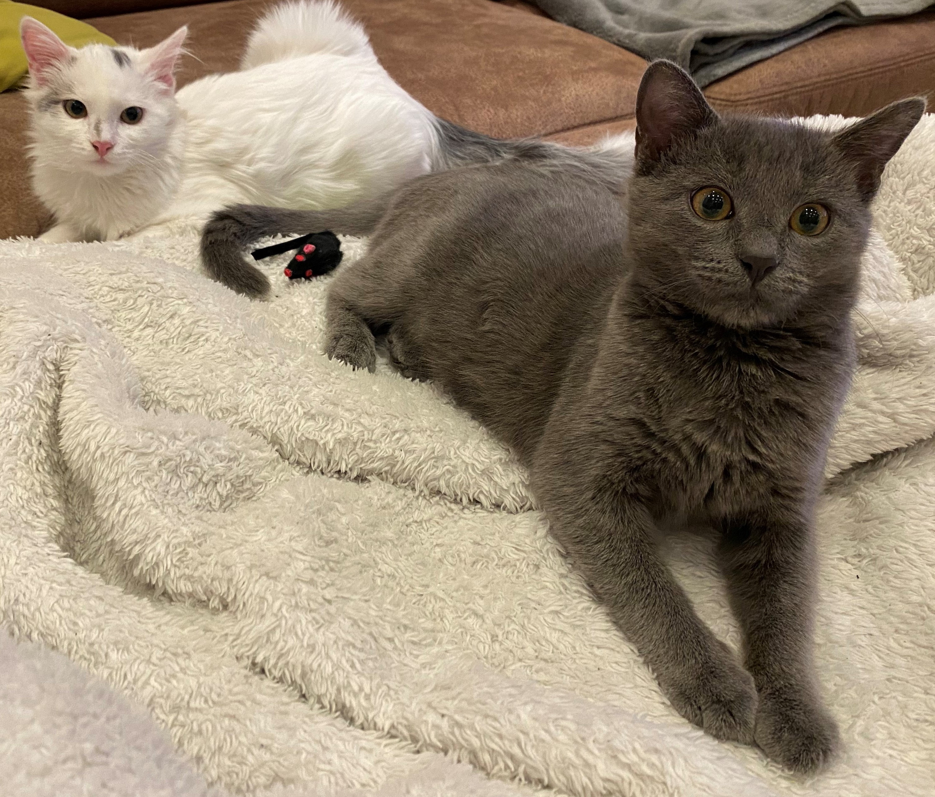 katze1.jpg