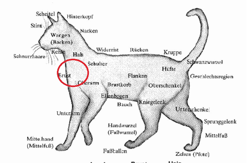 Katze1.JPG