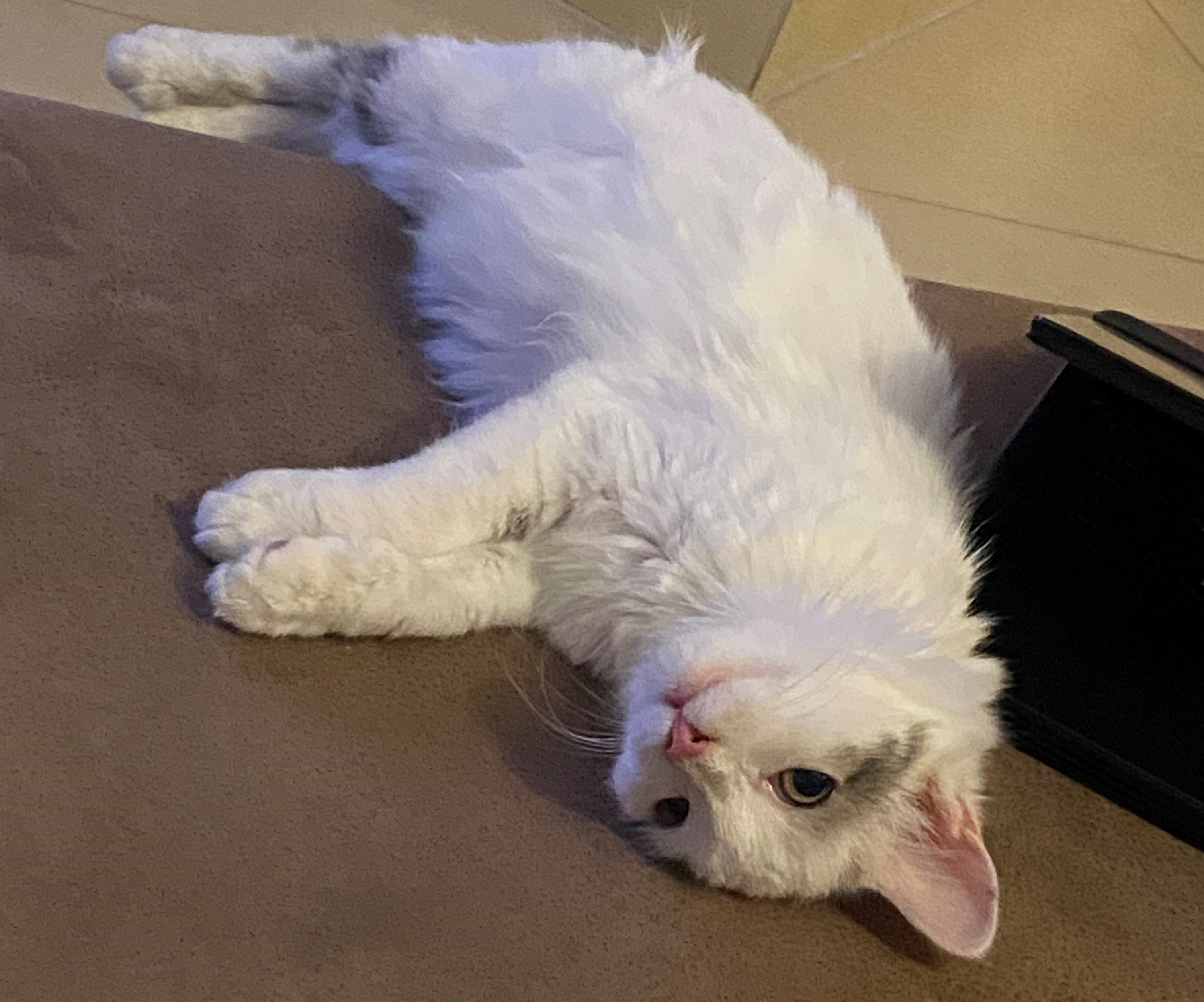 katze3.jpg