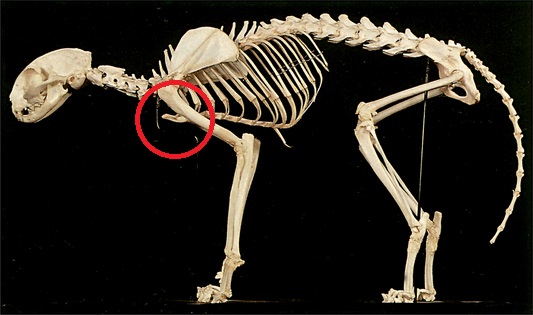 Katze3.jpg