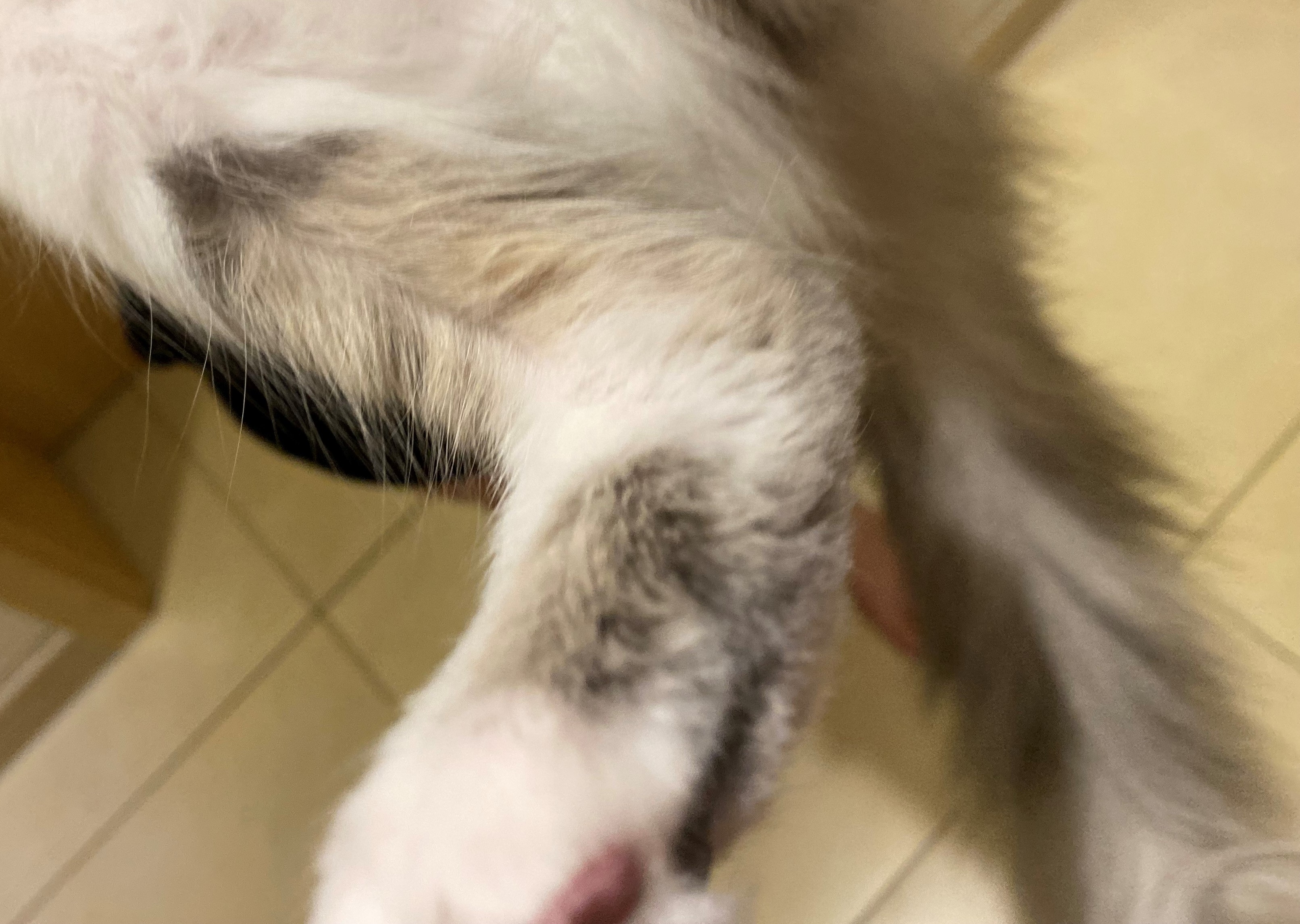 katze5.jpg