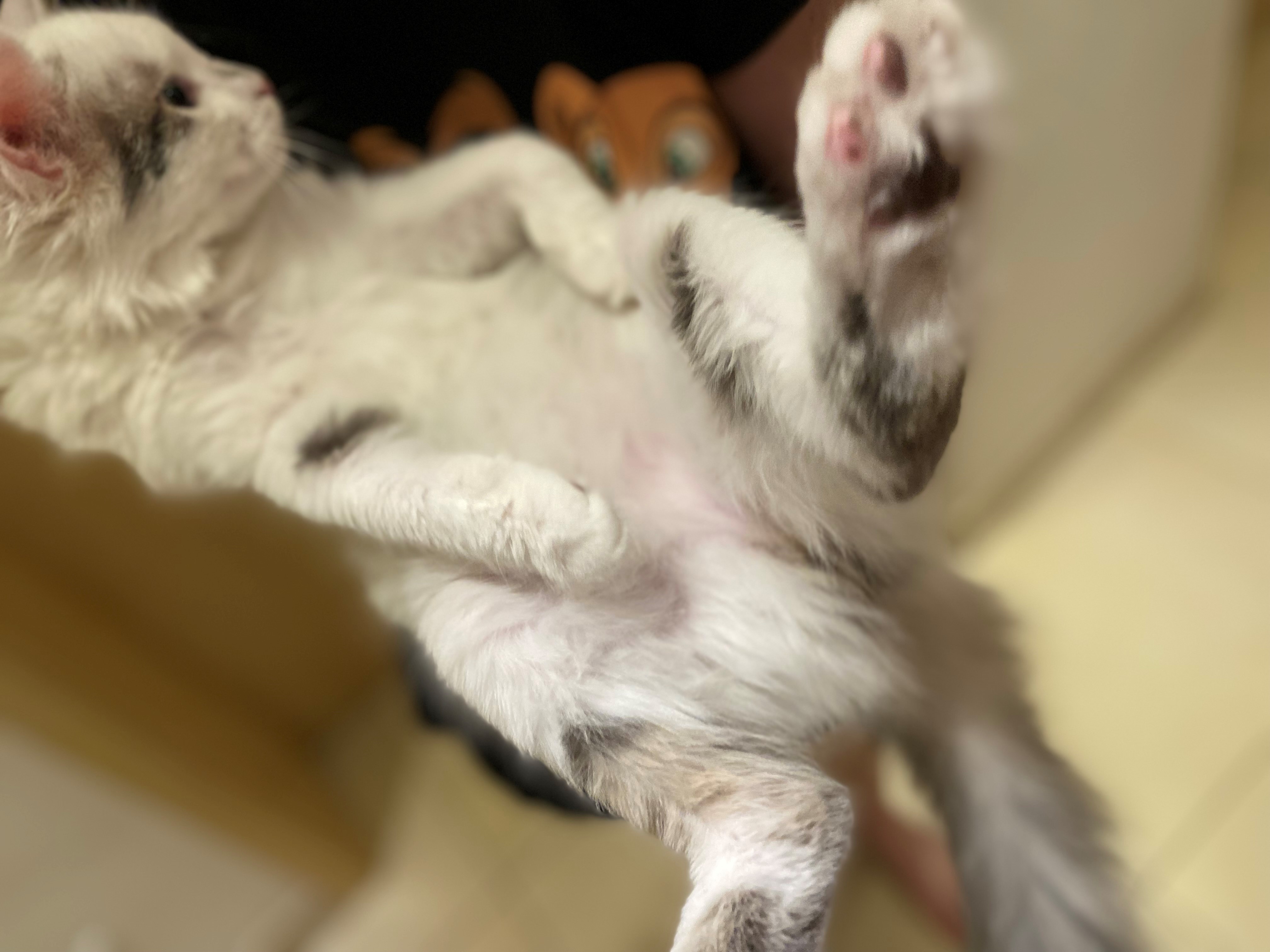 katze6.jpg