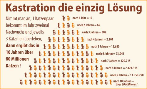 Katzenpyramide-1.jpg