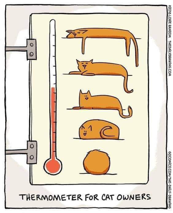 katzenthermometer.jpg