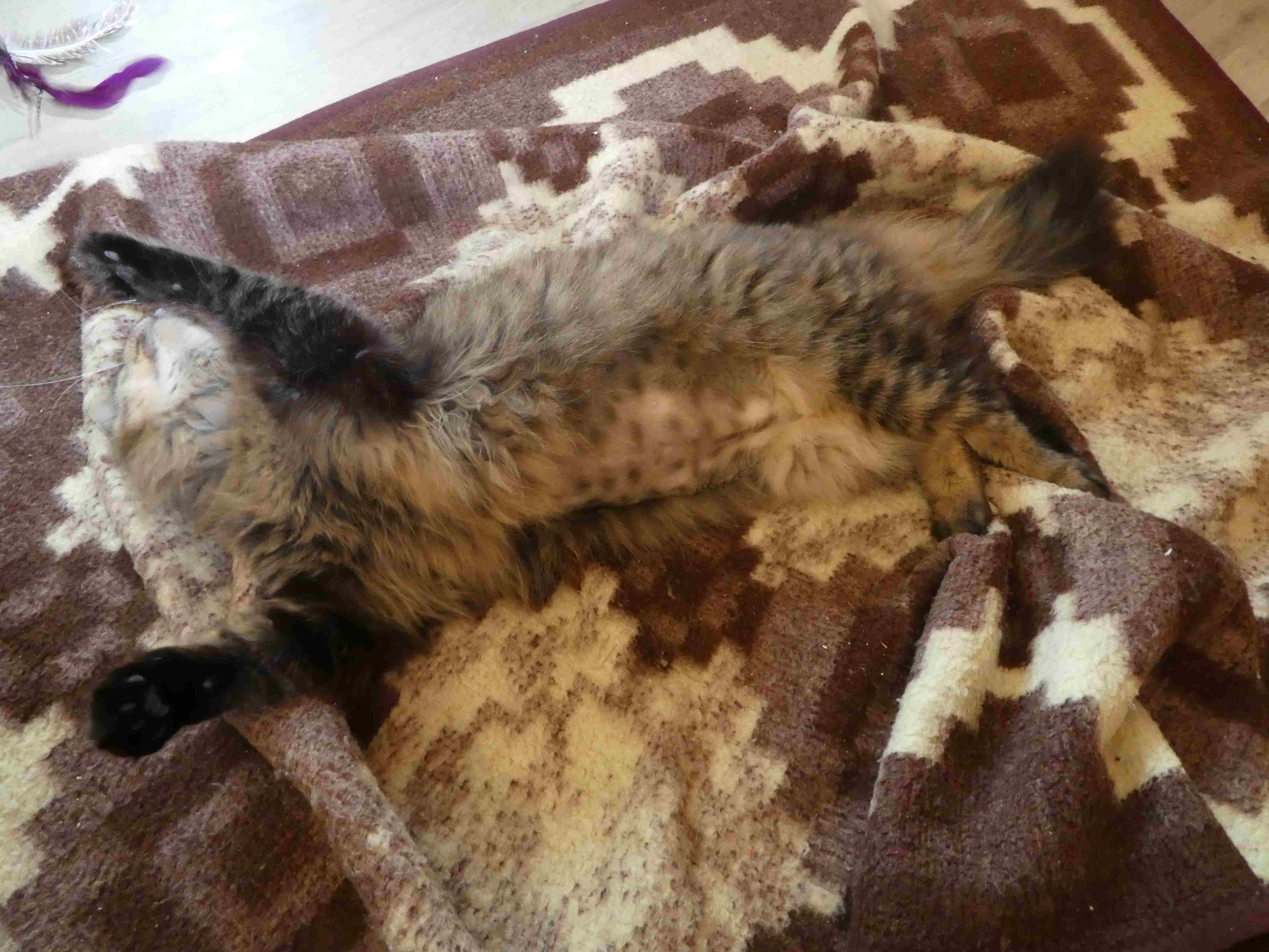 Katzenwampe_mit_Punkten.JPG