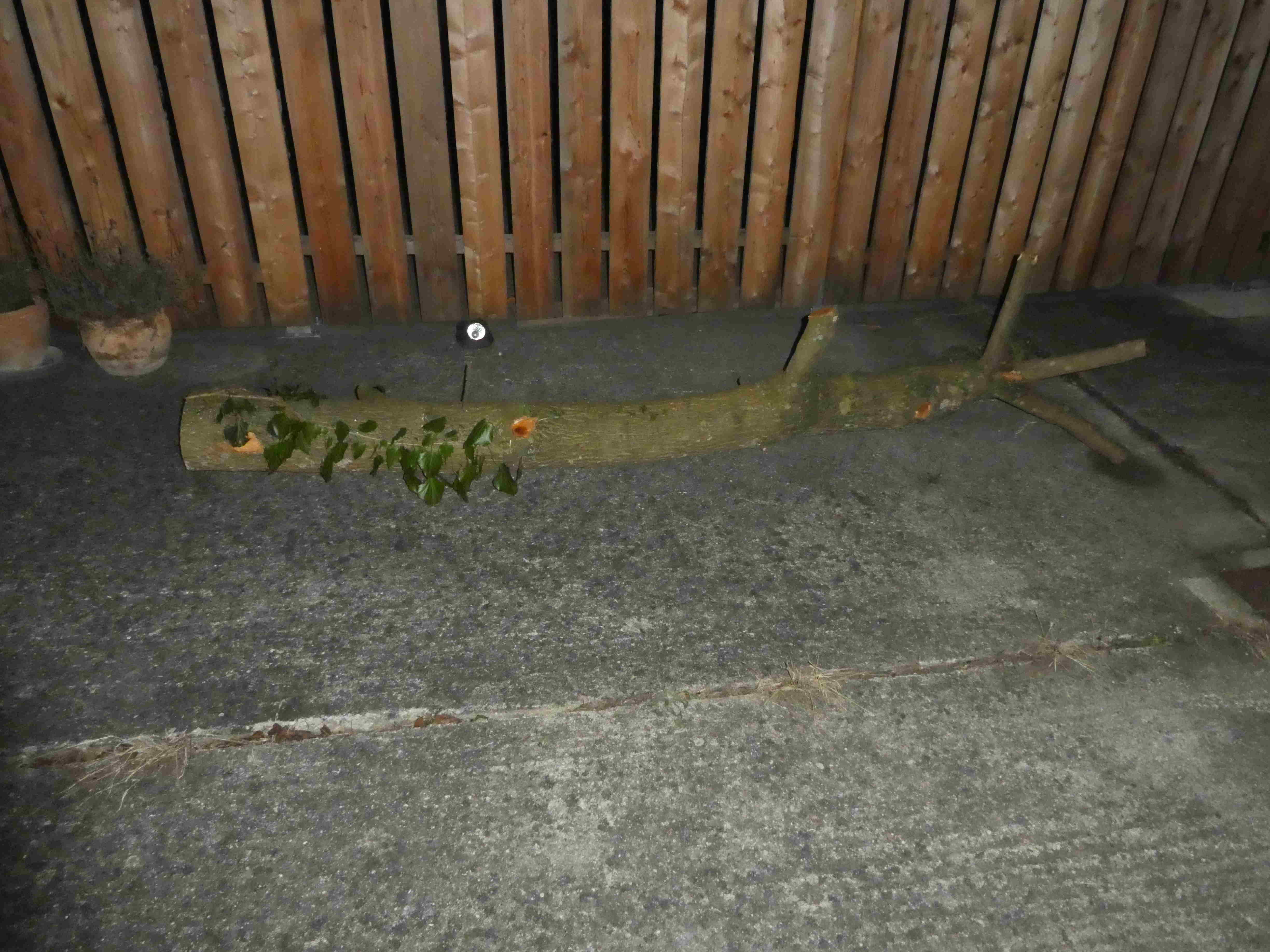 Kratzbaum.JPG