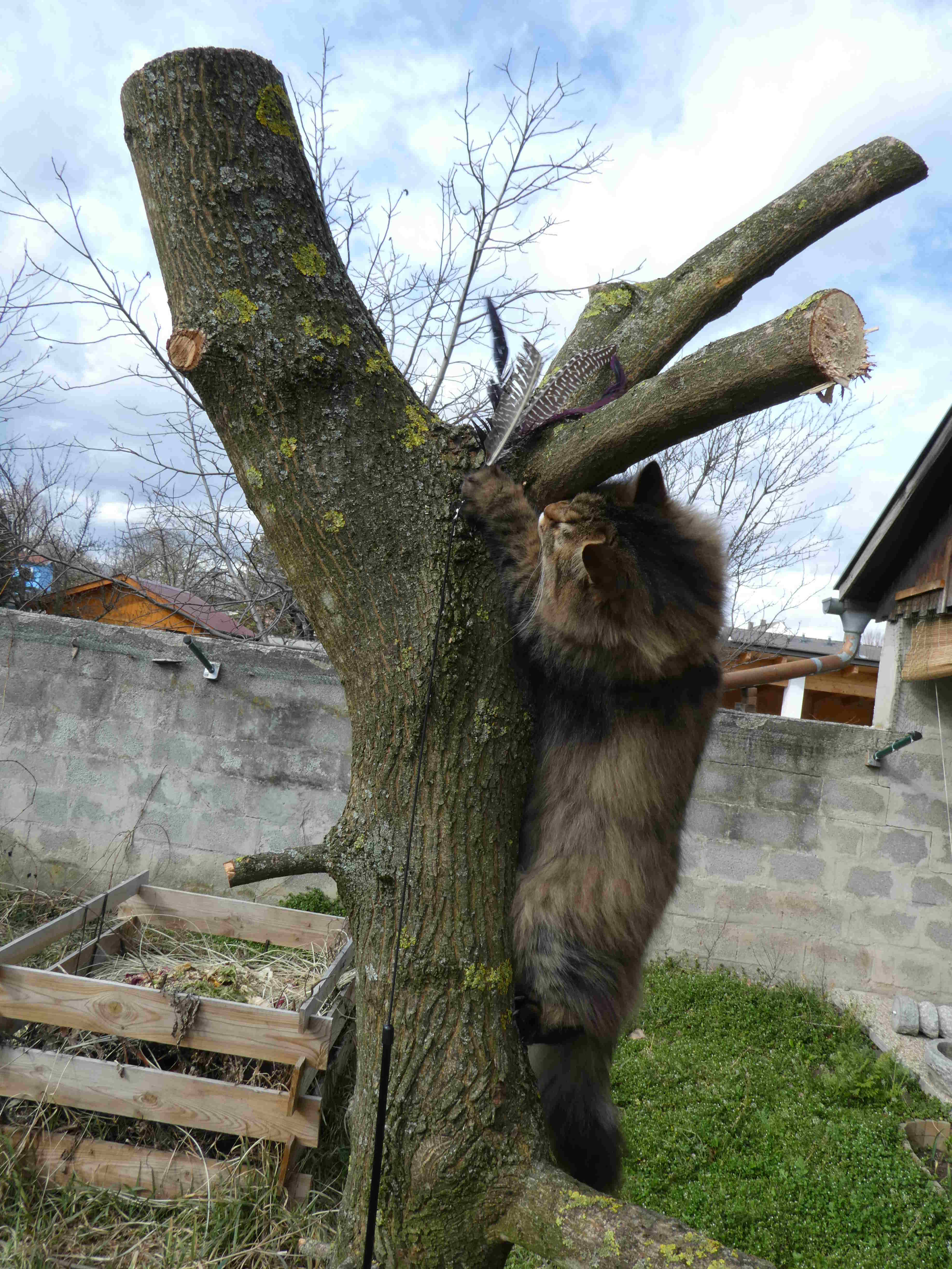 Kratzbaum_mit.JPG