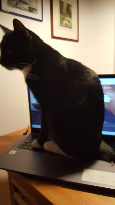 Laptopcat.jpg