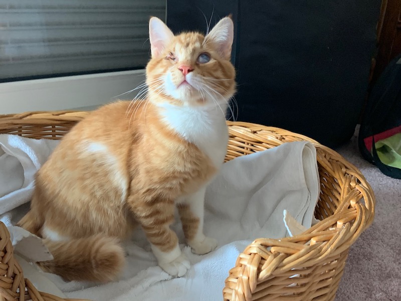 Leo 0604 2.jpg
