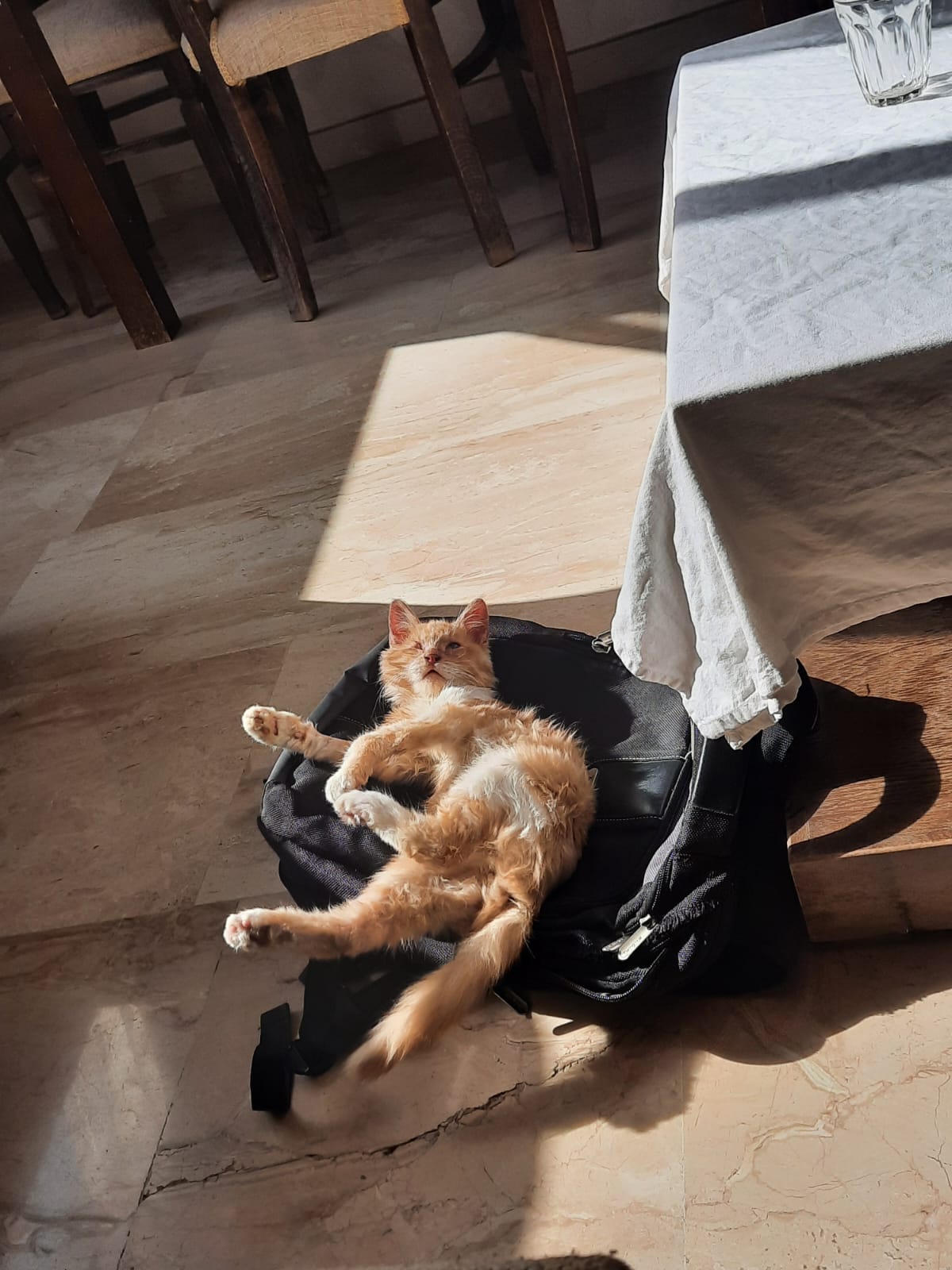 Leo sun 1.jpeg