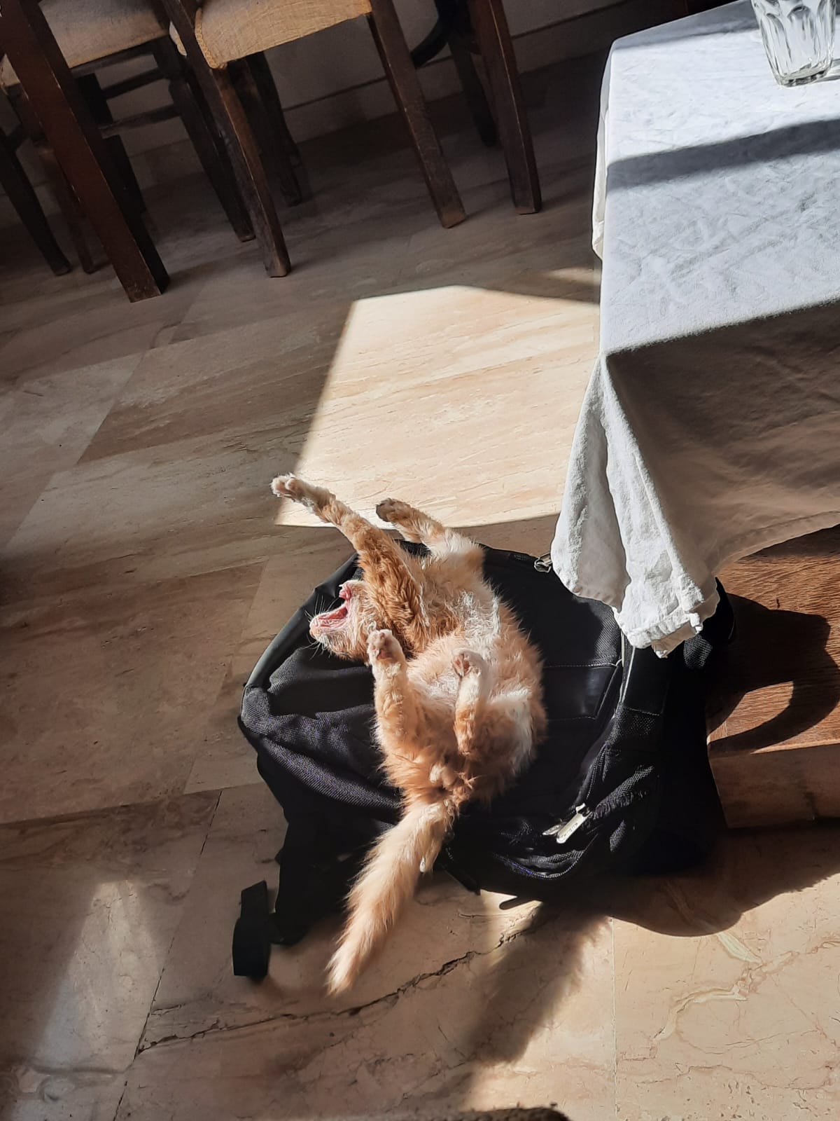 leo sun 3.jpeg