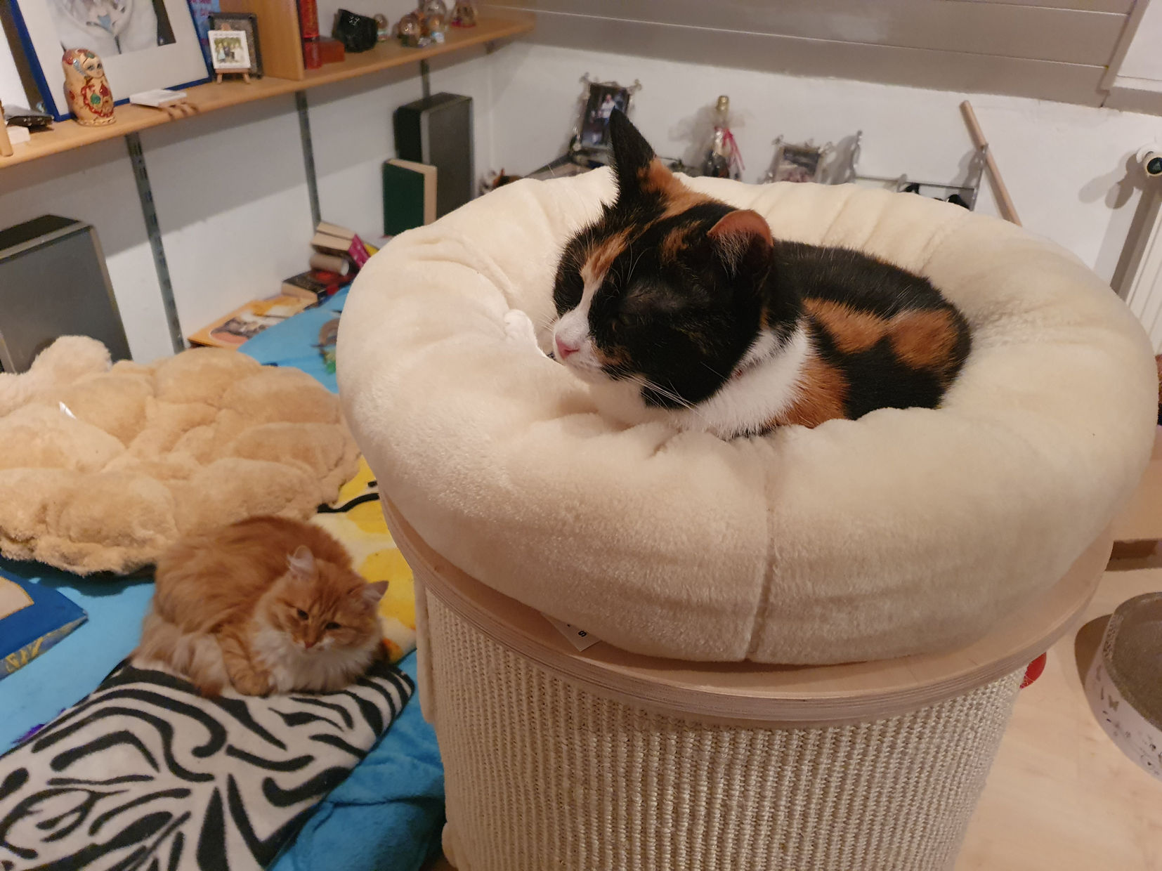 Lilly_Iskra_schlafen.jpg