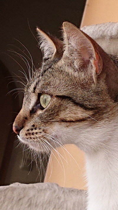 Lola_seitlich.jpg
