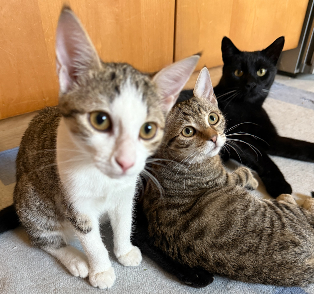 luna_Nala_Bagheera_20250820.jpg