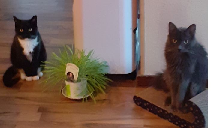 Magfluff.JPG