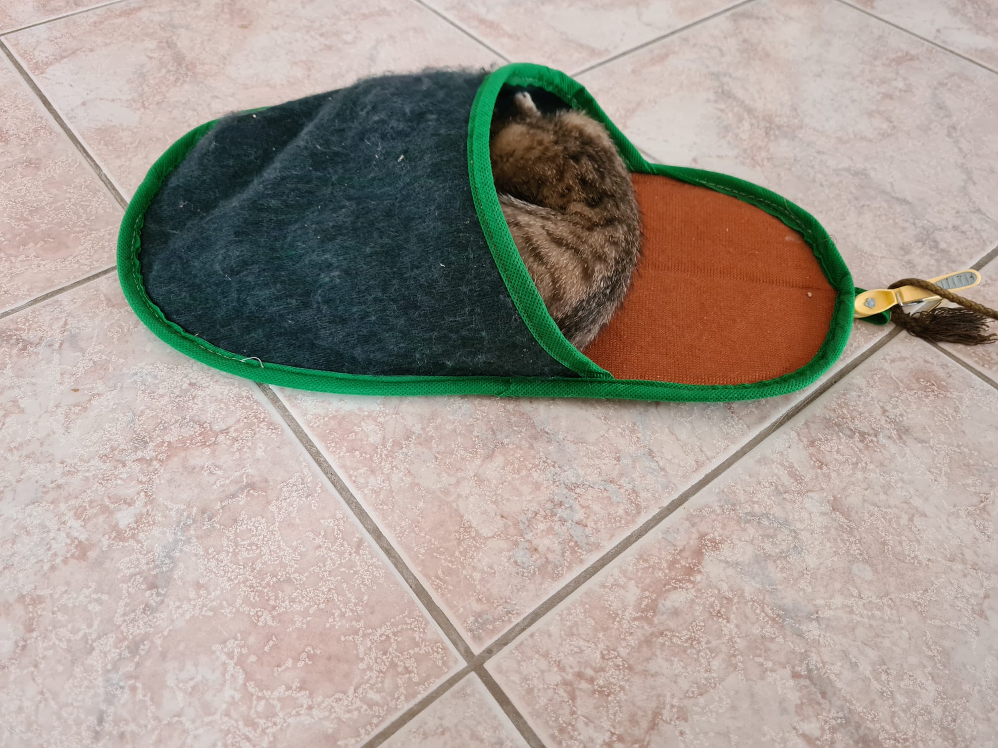 Merlin_tarnt_sich.jpg