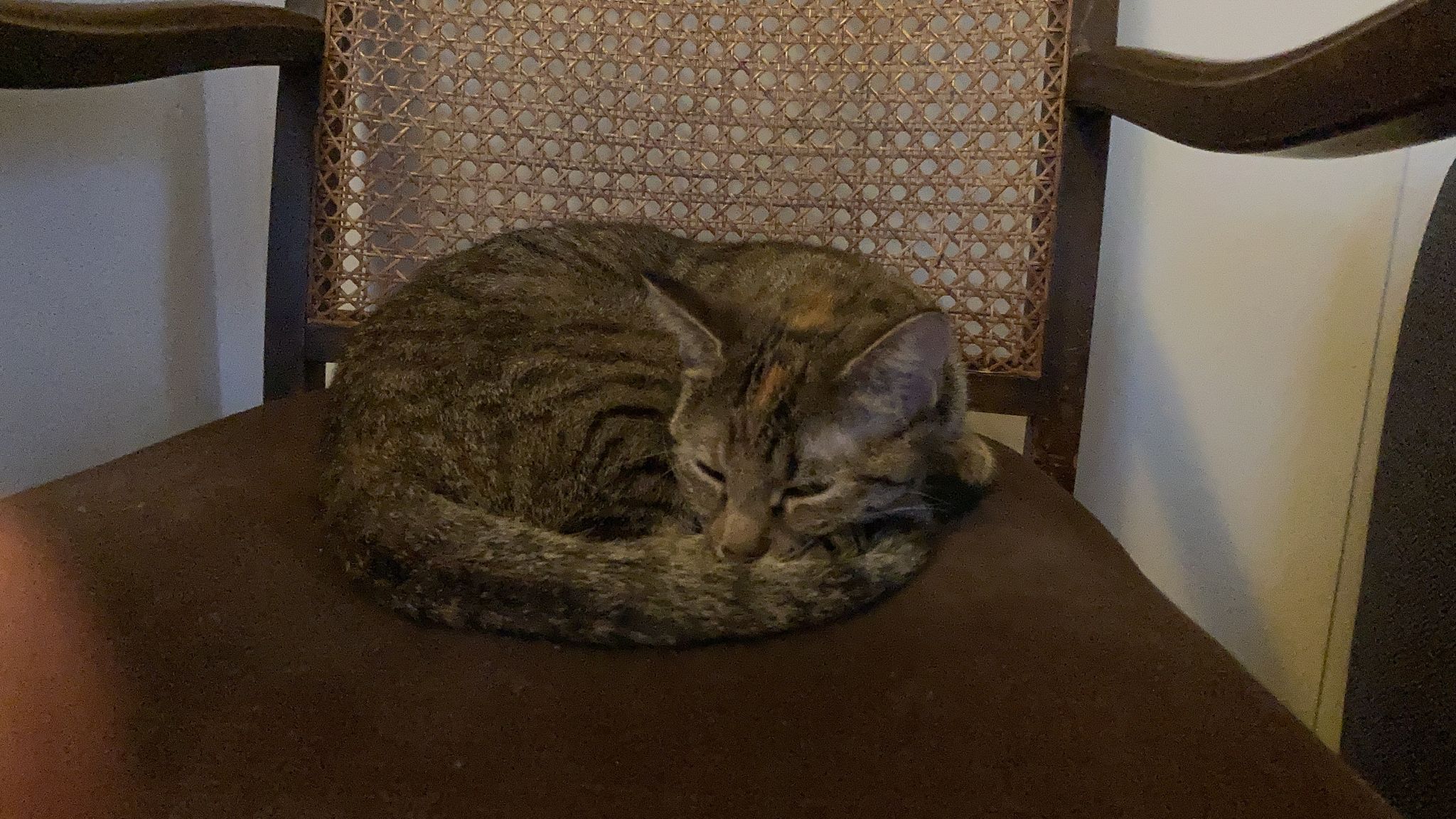Mila.jpeg