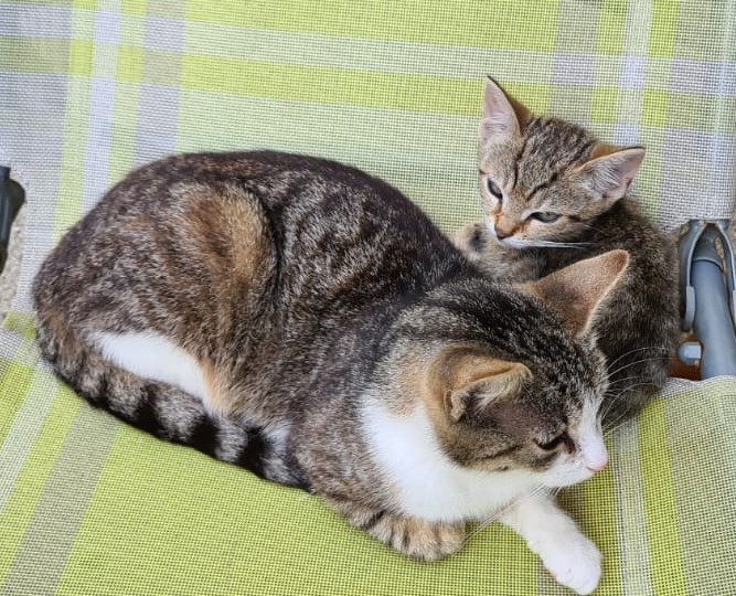 Minka_und_Morgana.jpg