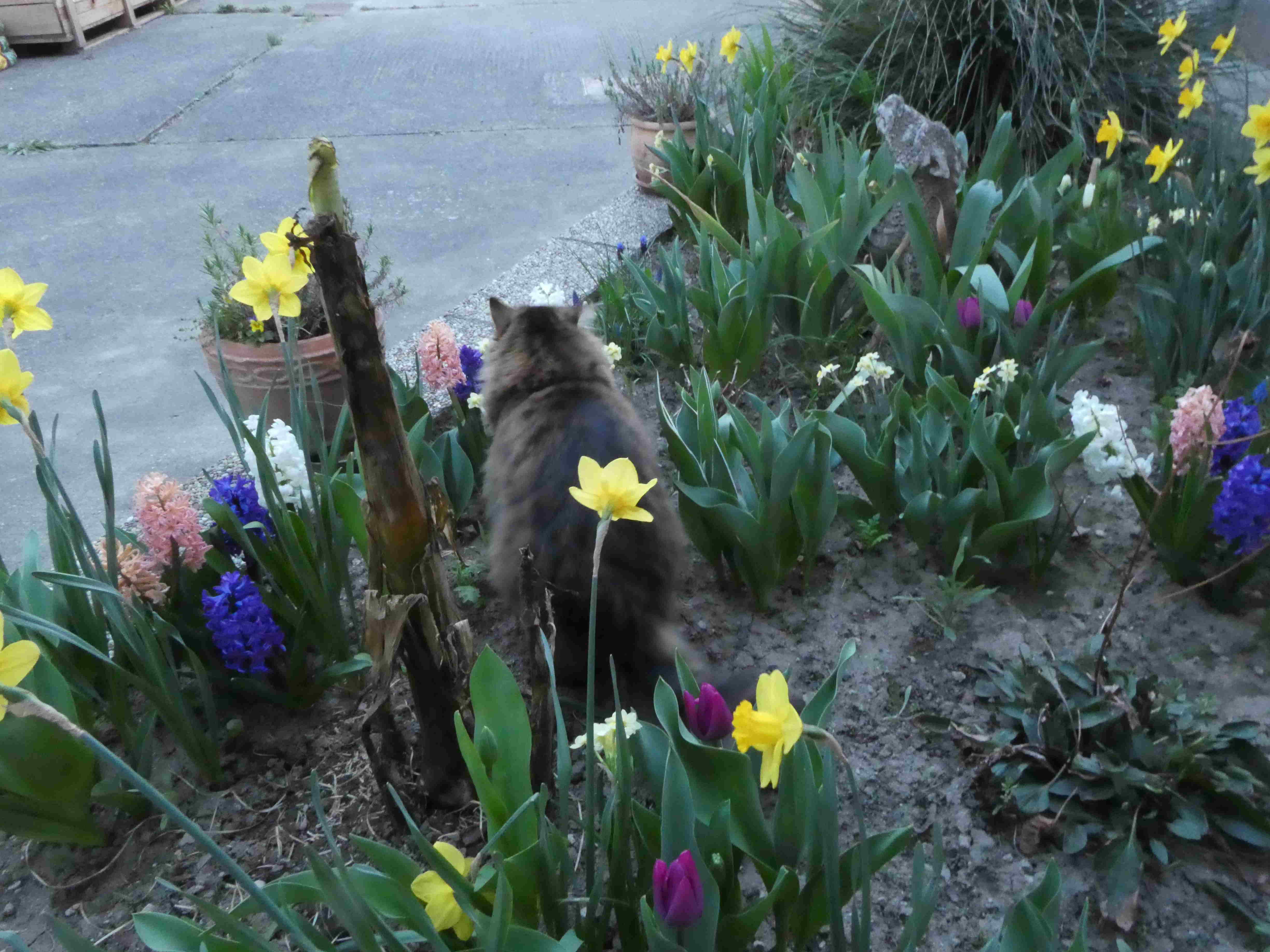 Plüschblume.JPG