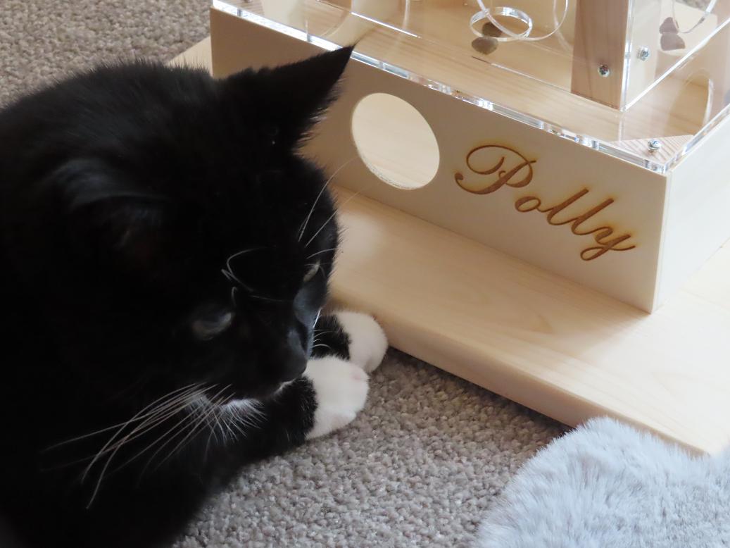 Polly 1.JPG