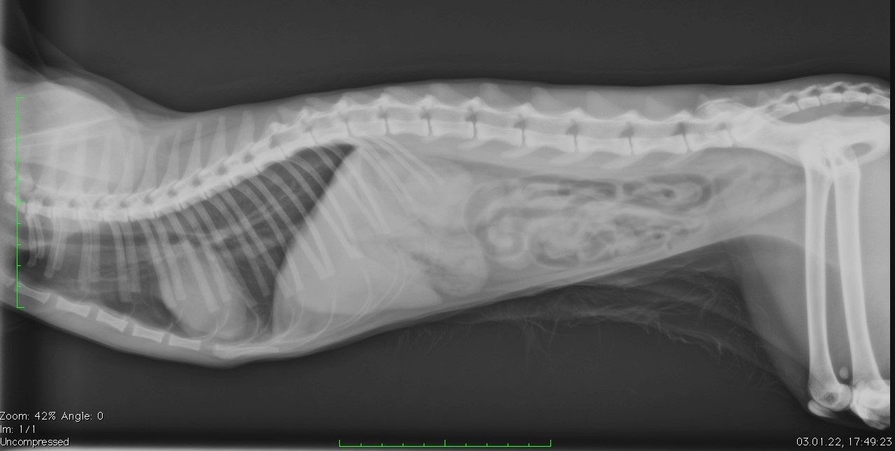röntgen1.jpg