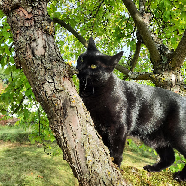 Sally im Baum.jpg