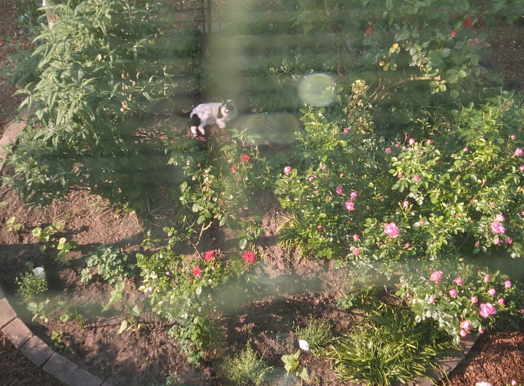 Screenshot_20210611-103552.png
