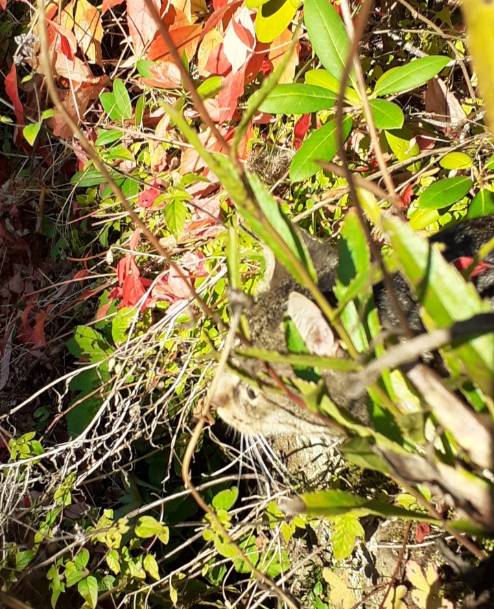 Screenshot_20211014-194948_Gallery.jpg
