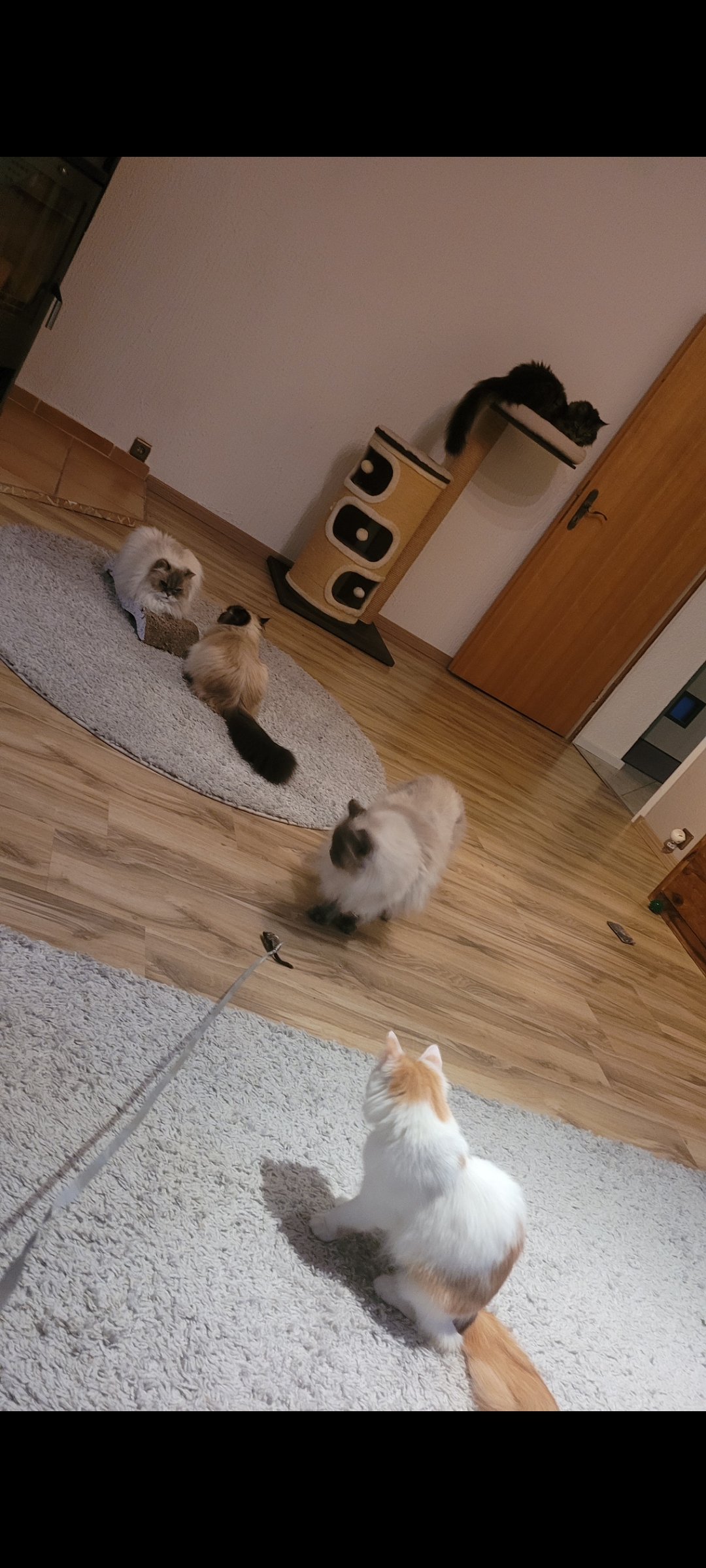 Screenshot_20230420_215426_Gallery.jpg