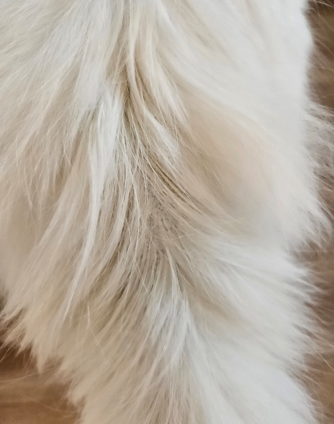 Screenshot_20230502_174849_Gallery.jpg