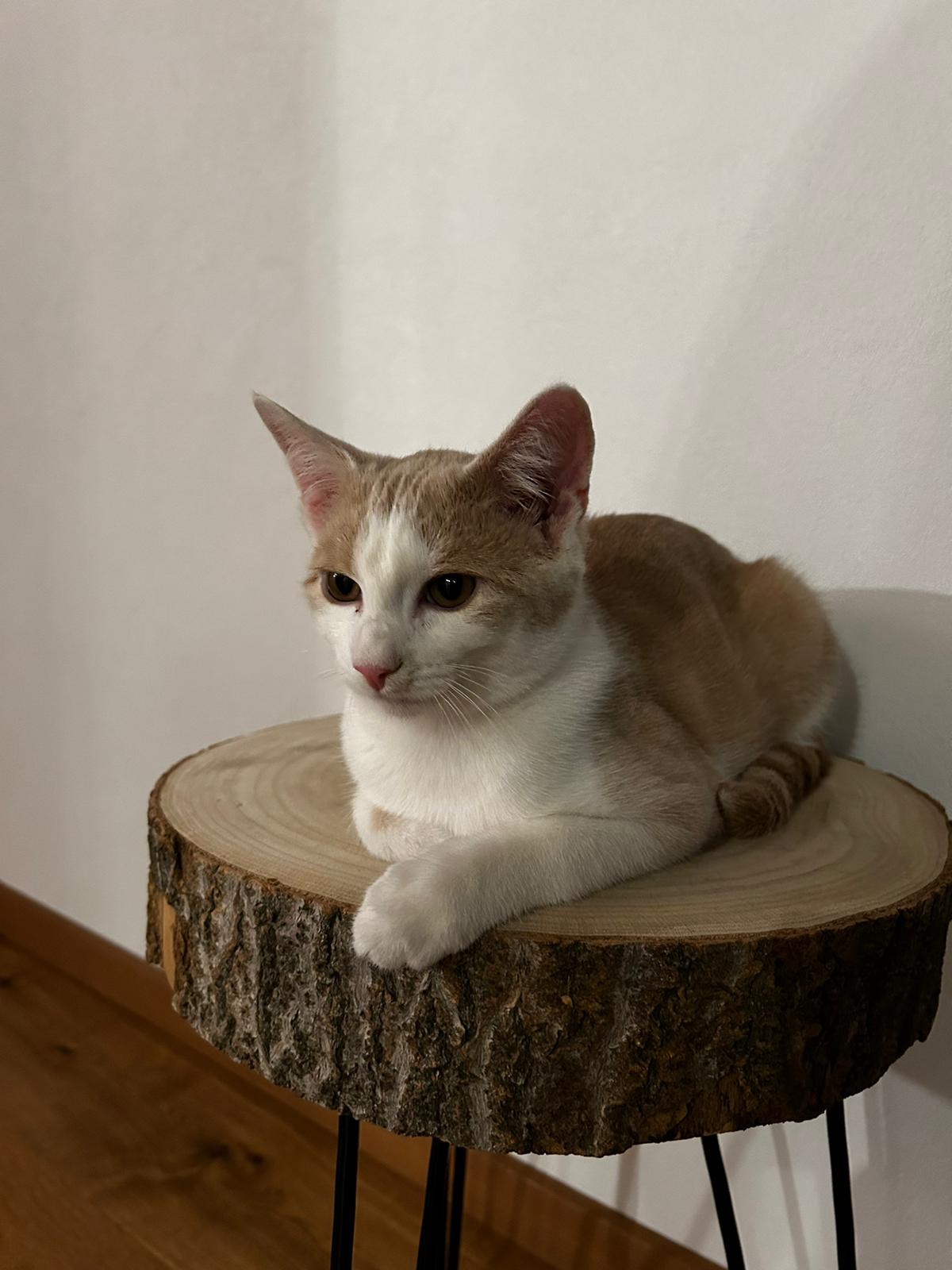 Simba.JPG