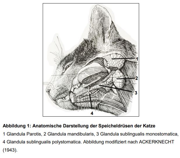 Speicheldruesen_Katze.JPG