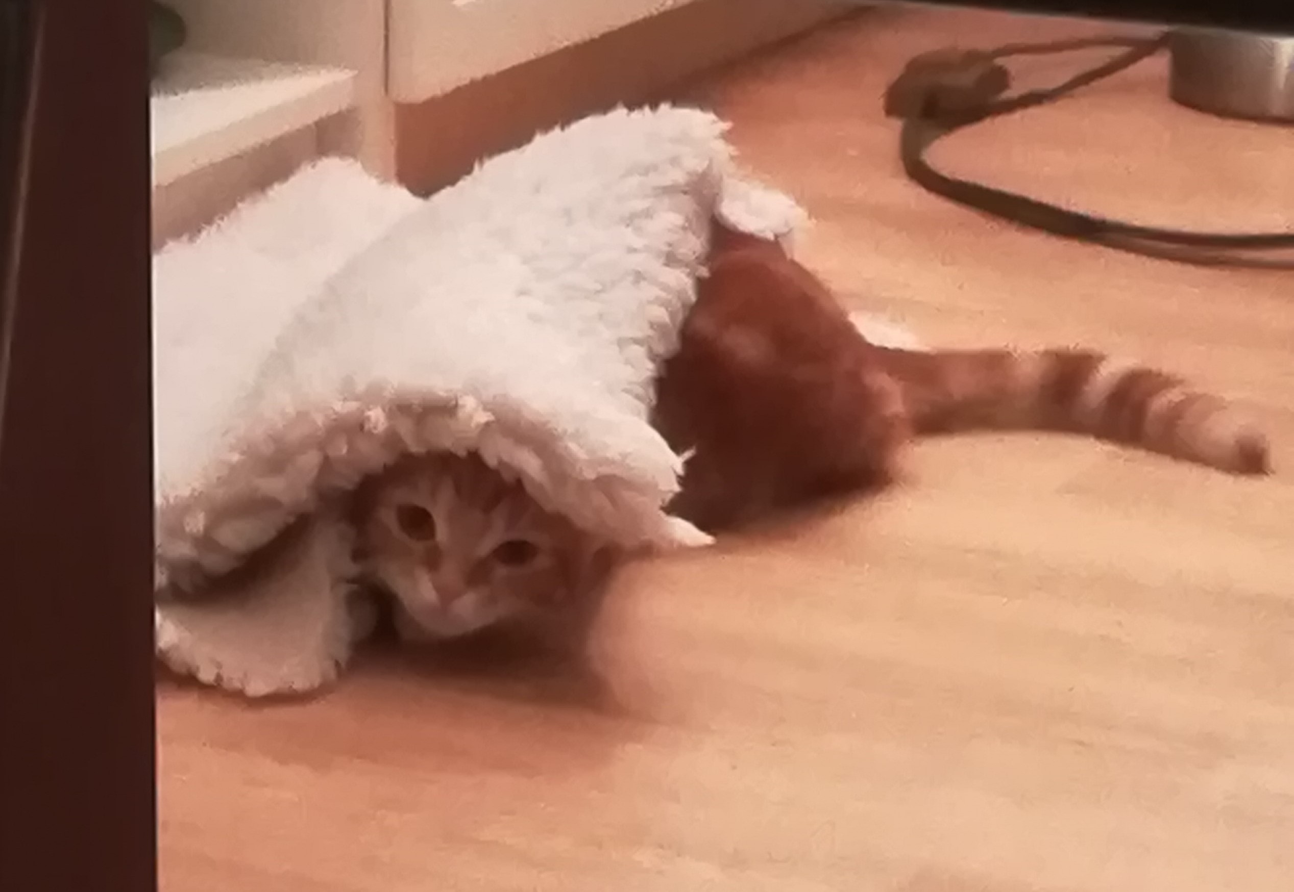 Tarnkatze 2.jpg