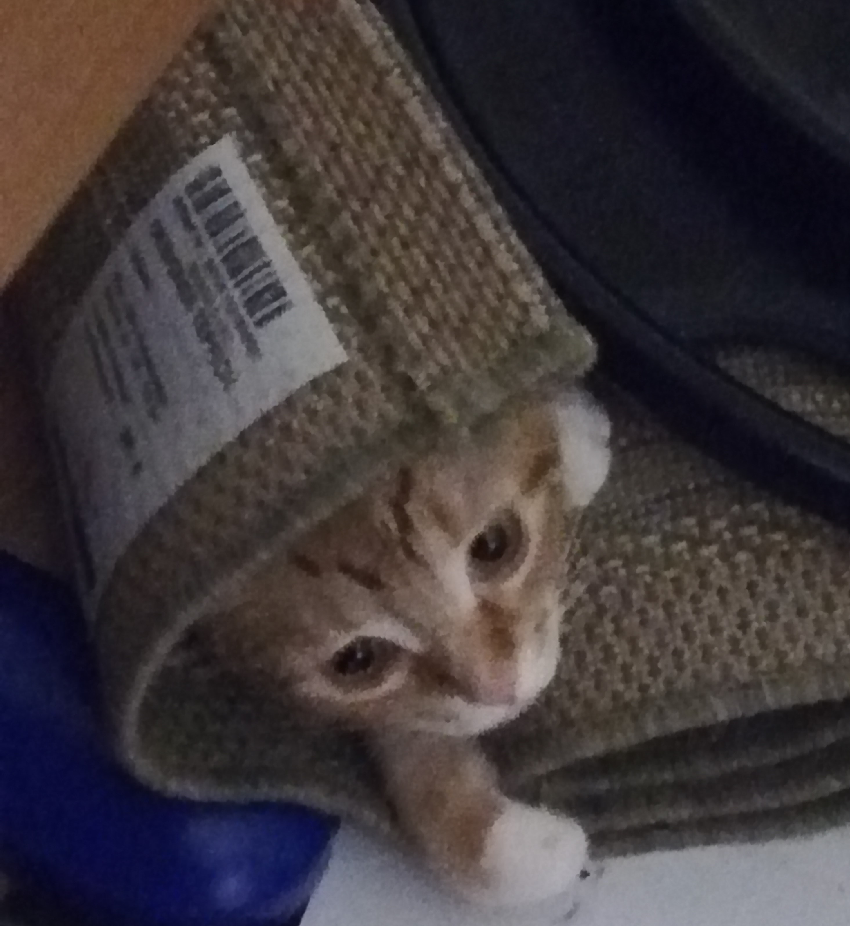 Tarnkatze 3.jpg