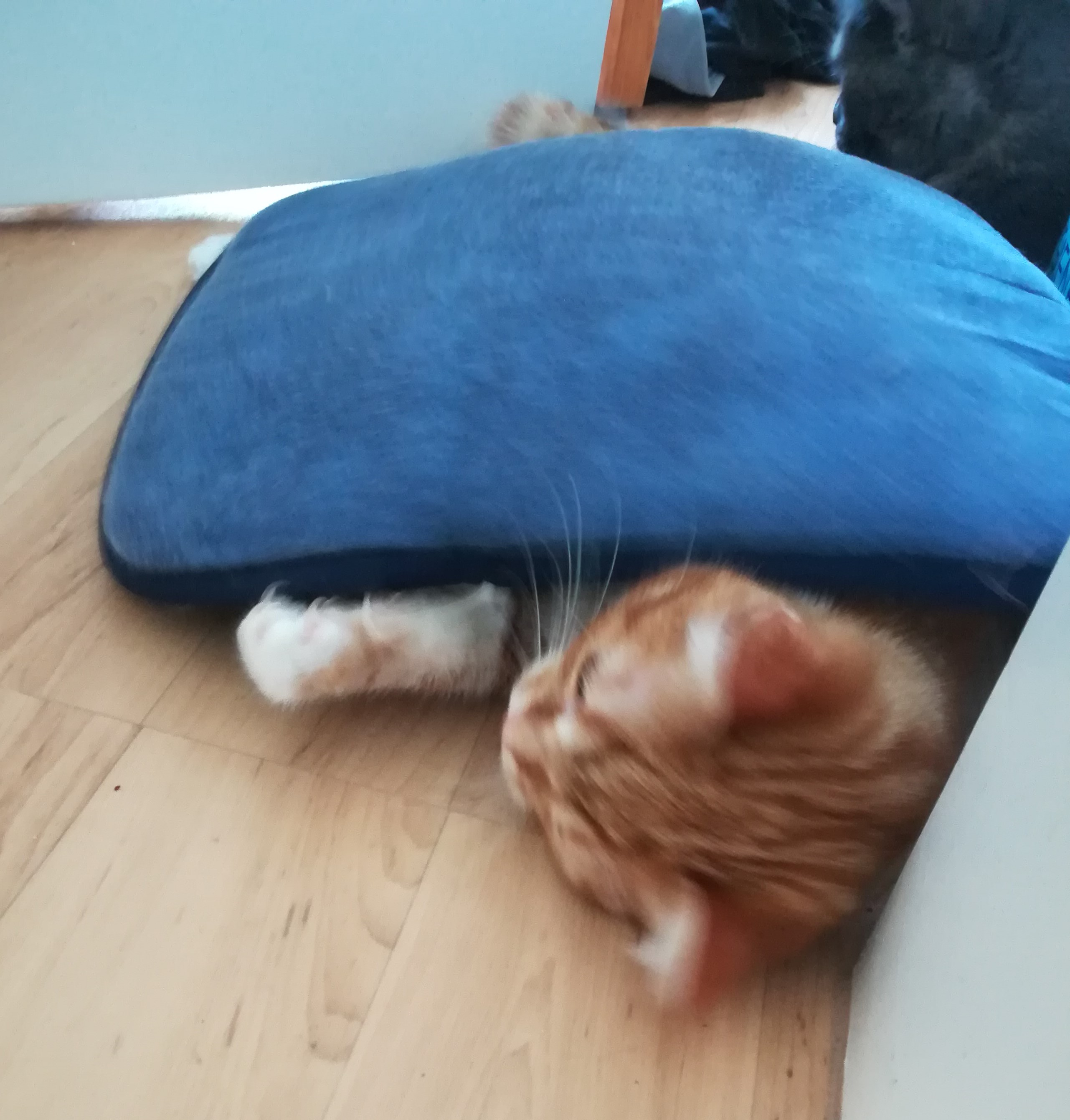 Tarnkatze 5.jpg