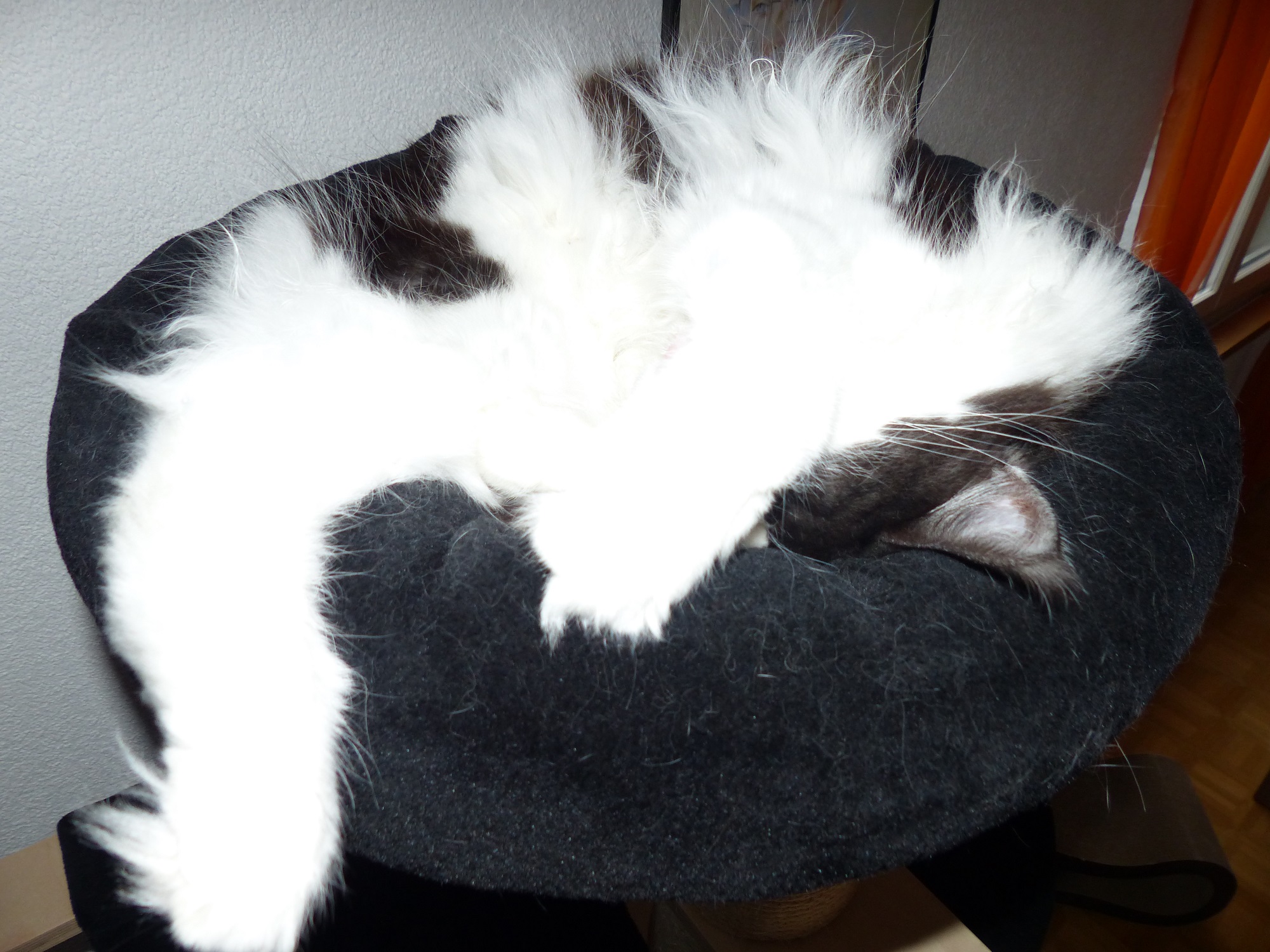 Tarnkatze.JPG