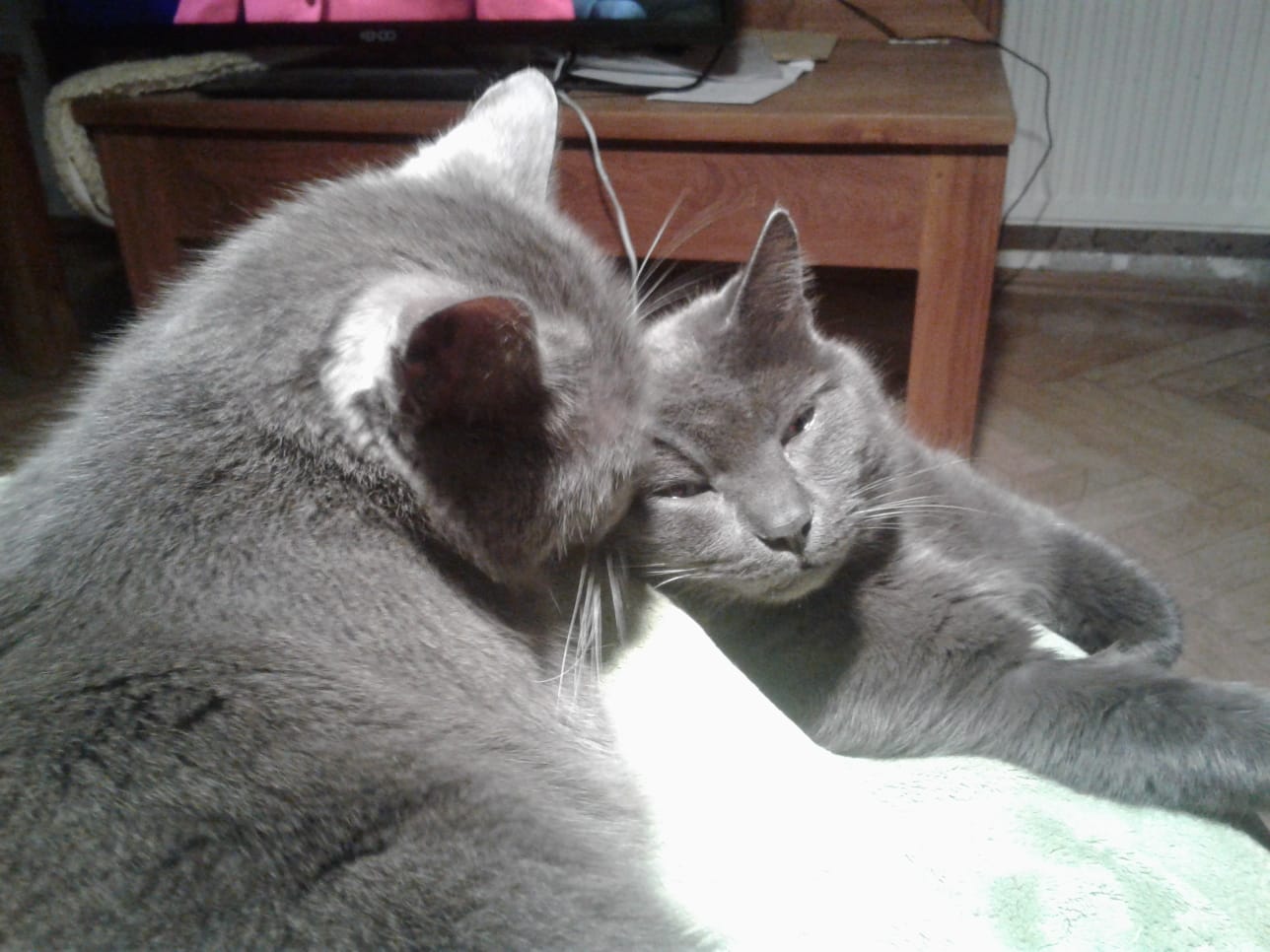 WhatsApp Bild 2025-03-17 um 07.41.37_9d911e0c.jpg