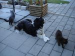 hund.JPG