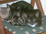 3  katzen web.jpg