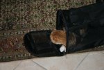 GARFIELD 004.jpg